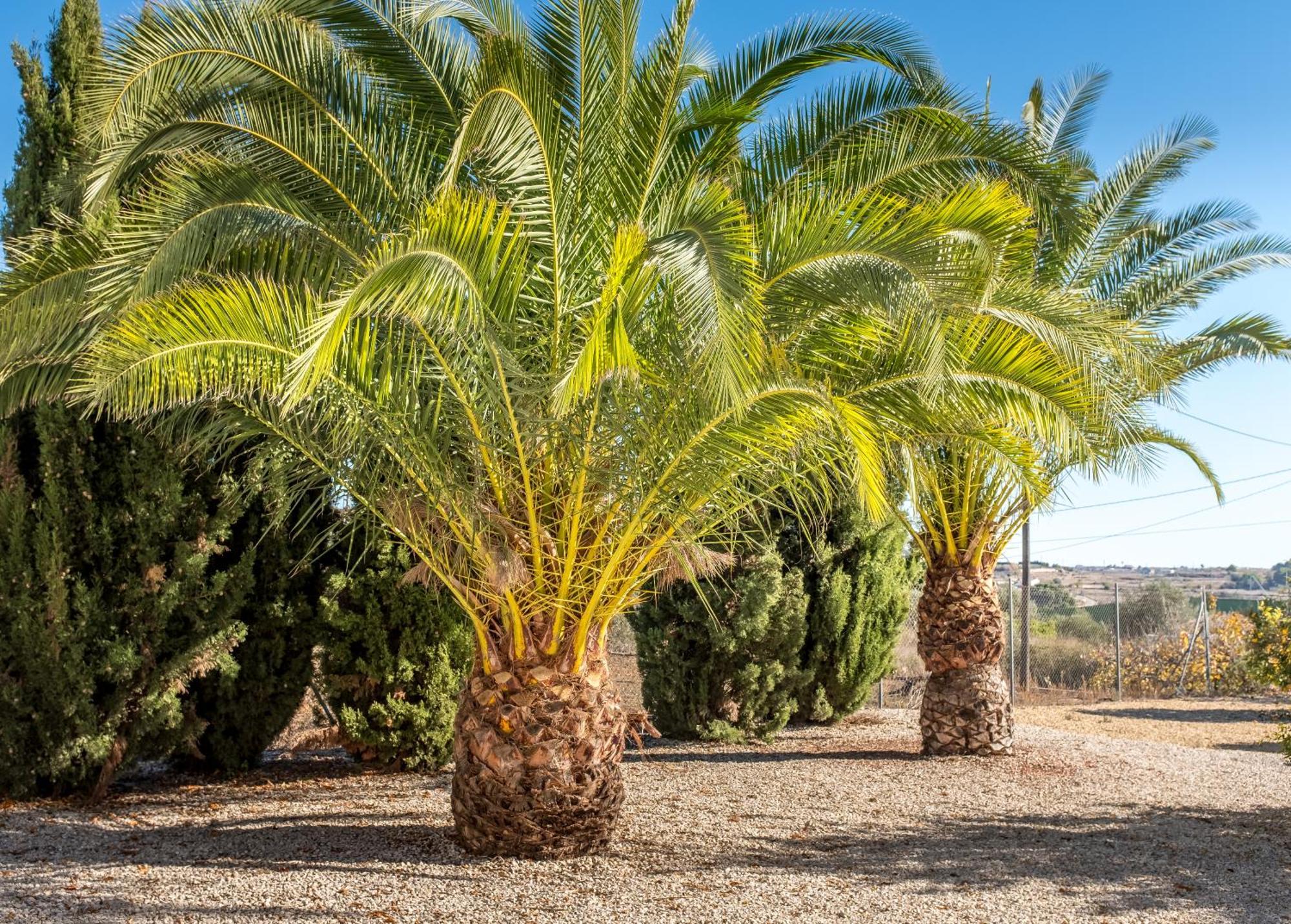 Finca De La Pansa Benissa Luaran gambar